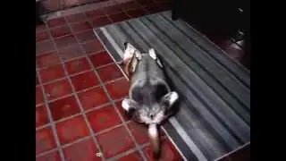 FUNNY FAT DOG ROLLS OVER PLAY GAMES