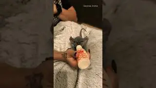 Kucing botak paling unik di dunia