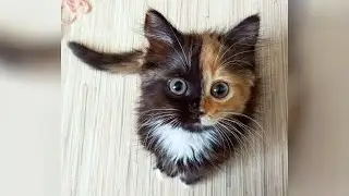 Bet you CAN'T HOLD LAUGH for 1 MINUTE! The funniest CATS!