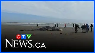 B.C.  First Nation harvests grey whale on their own territory for the first time in 100 years