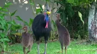 Cassowary