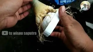 SETELAH PROGRAM AKAR LANJUT SELEKSI AKAR DAN PENATAAN AKAR ADENIUM
