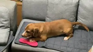 Naughty Beagle Dog Chewing Slippers - Toby the Funny Playful Puppy Being Too Cute to Scold 🐶Adorable