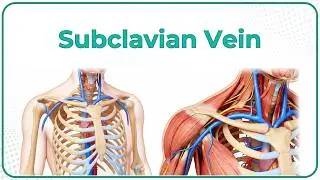 Subclavian Vein Anatomy (Animation)