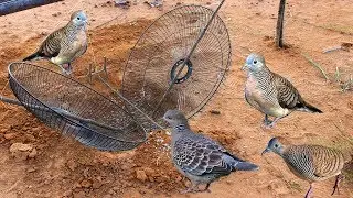 Awesome quick Bird Trap with Double electric Fan Guard