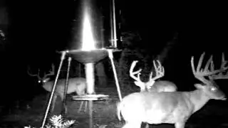 A group of Whitetail Bucks from Nooner Ranch