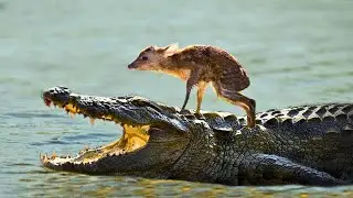 Animals Saving Other Animals life // Hero Animals That Saved Animal Lives !