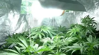 AirPot CBD crew critical mass Cannabis medical grow veg week 5