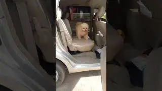Happy Dog #jerytampan #doglovers #anjinglucu #dogs #dogsmart #happydog #petdog #petshop