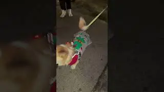 Who Let the Claus Out?! #FunnyAnimals #DogReels #ChristmasMarket #PetStyle #FestiveFur