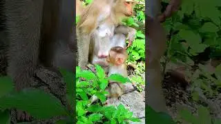 Jaycee baby enjoys eating food delicious, Lovely monkey action hilarious  #monkeybaby #monkeylife
