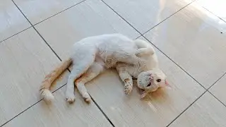 Gentle Boy SuperBoy Cat - Online Zoo
