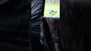 GIANT GOBBLER at 6 YARDS! (shots fired)