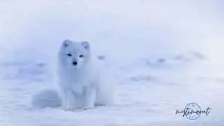 Relaxing Music - Polar Fox