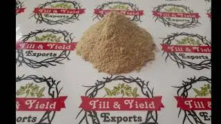 Ashwagandha powder, Withania somnifera, Indian ginseng or winter cherry.