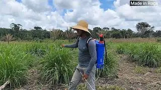Pulverizador Costal 2 em 1 | Elétrico e Manual da Kawashima em Ação