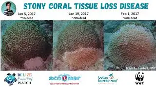 2024 Belize Audubon Society Stony Coral Tissue Loss