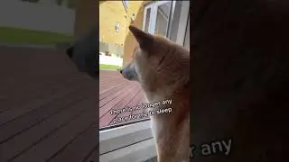 shiba couch pants.