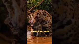 Jaguar | The Stealthy Big Cat🐅🐯