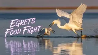 Snowy Egret Chase | Epic Bird Confrontation # birds #owl #wildlife