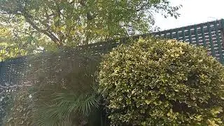 Outside Freddie Mercury's Garden Lodge (Nature sounds)