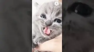 Meeo MeeO most cute and nice voice 🐈😍 💕💗
