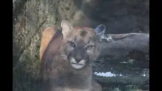 Talleres sobre conflicto humano-felinos en Caldas