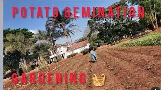 Gardening. Summer gardening. Potato gemination at my homestead. Farming. Agriculture. Agro. Okra
