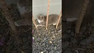 Beautiful cat relaxing in tropical garden 😻 January 2023 😹 Funny animals 🐈 Cute pets