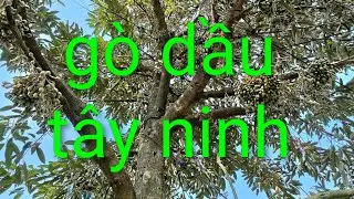 Giờ này chưa tỉa được bông cũng thấy lo. Bông yếu. Út hiền 0978603449