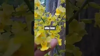 #harvest