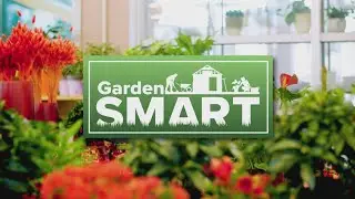 Garden smart: What flowers to grow near your vegetable garden to help veggies thrive