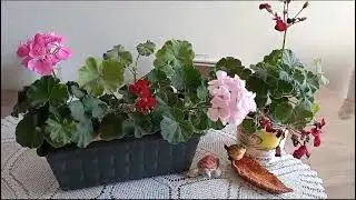 Sardunya bakımı ve &ccedil;oğaltma🌸doğal bitki besini🌺