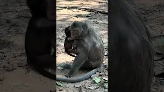 So pity Baby Monkey. Why Mom Don&rsquo;t Like Me