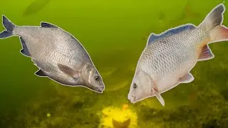 Unterwasseraufnahme - Angeln im Sommer 2022 [Method Feeder]