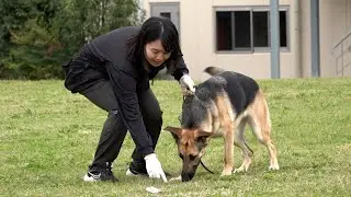 目指せ合格、本格訓練開始 　「足跡追及」の才能開花！？　警察犬への挑戦は一進一退・警視庁