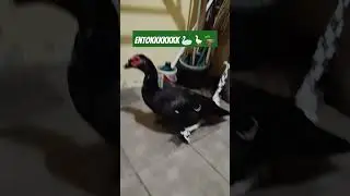 ini entook mama 🦆🪿🦢