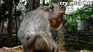 NGO when return Ale/ Monkey Angel Her heart is still crying, demanding the return of her baby Ale