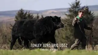 Tonley Aberdeen-Angus Bulls For Sale - May '20