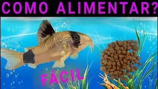 COMO ALIMENTAR PEIXE CORYDORA em aquário  ?