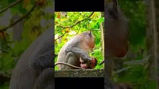 Congratulation! Newborn baby monkey!! #jane #tasana #janet
