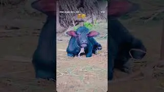 #video🤣🤣🤣🤣 kalu #officealvideo ##youtubeshorts