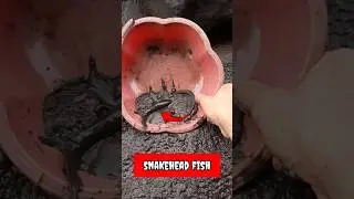 catching snakehead fish on live bait, northern - SNAKEHEAD FISH #shorts  #fish #channa #viralvideo