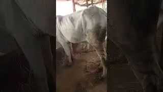 26 ធ្នូ 2025