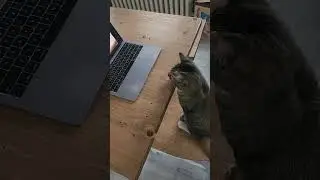 Dash the MacBook cat watches Bob The Builder again. 😹