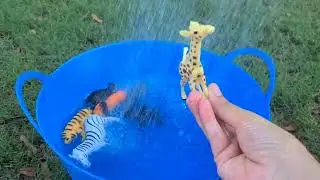 Animal Shower