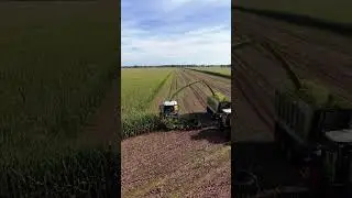Mais silage #shorts #viral #claas #mais #maissilage #silage