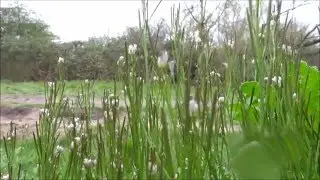 Kleine veldkers (Cardamine hirsuta) - 2016-04-09