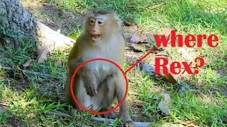OMG! Where is baby Rex,Why only Rose alone? What happen wrong to Rex. Is baby Missing???