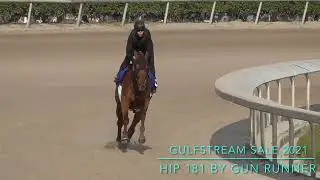 TAIBA (Gun Runner) The Fastest Gallop Out